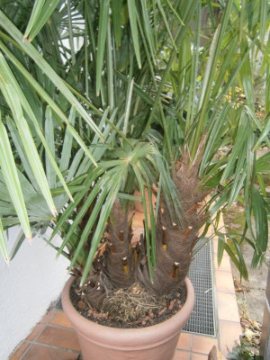 Palme 001.JPG