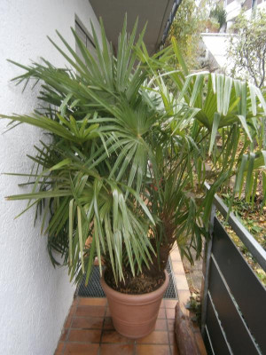 Palme 002.JPG
