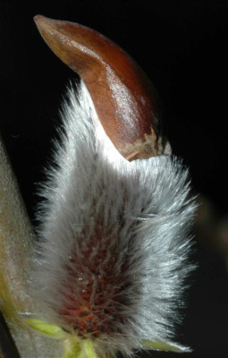 A2187a_Large.JPG
