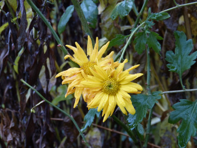 2017-11-20 Gartenimpressionen 1.jpg
