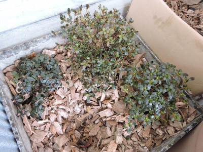 DSCN0208.JPG