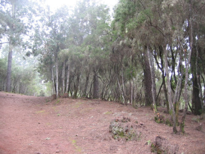 Valle de Orotava 04.JPG