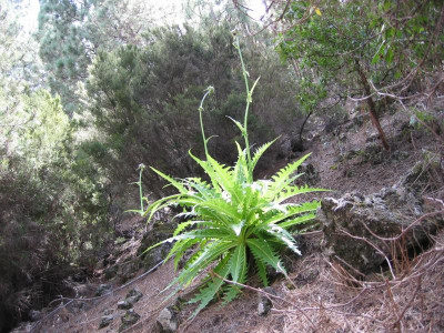 Valle de Orotava 25.JPG