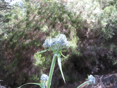 Valle de Orotava 24.JPG