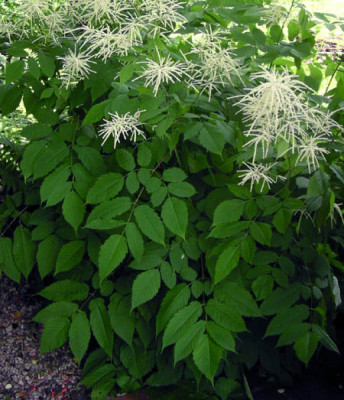 aruncus_dioicus2.jpg