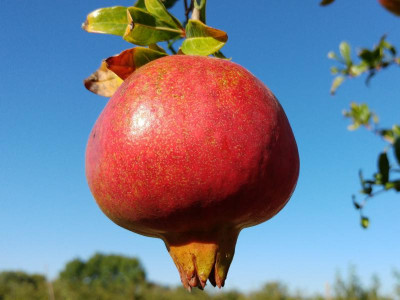 punica-granatum-hermioni.jpg