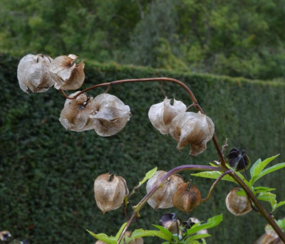 CotonManor.17-21.Nicancdra_physaloides.jpg