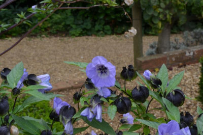 CotonManor.17-20.Nicancdra_physaloides.jpg
