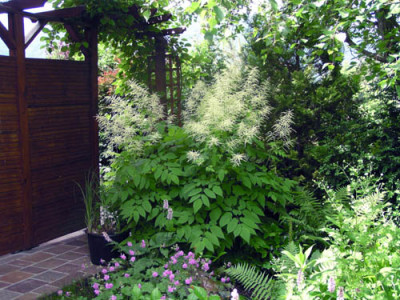 aruncus_dioicus.jpg