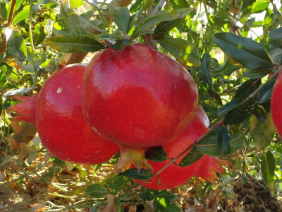 punica-granatum-vkushnyi.jpg