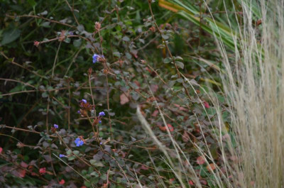 Ceratostigma_griffithi.171.jpg