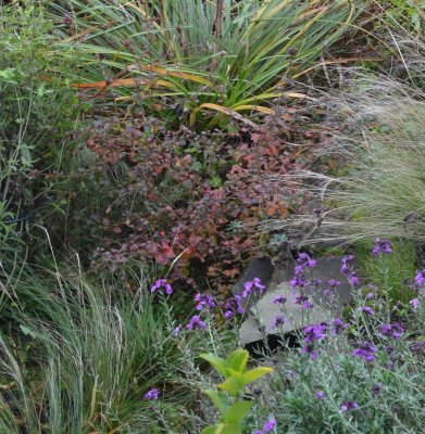 Ceratostigma_griffithi.17-2.jpg