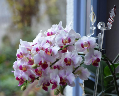 Phalaenopsis.17-3.jpg