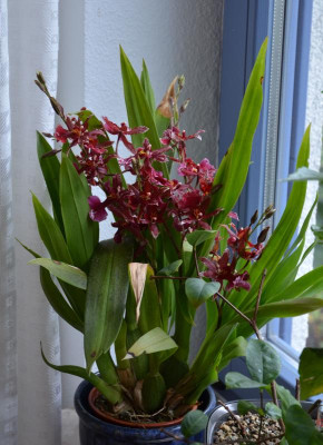 Orchidee.17-1.jpg
