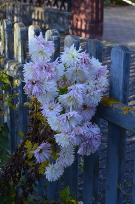 Chrysanthemum-Sämling.17-3.jpg