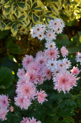 Chrysanthemum-Topf.rosa.17-1.jpg