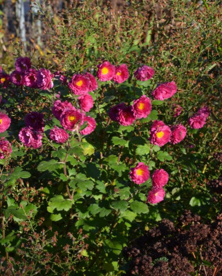 Chrysanthemum-Ewald.17-5.jpg