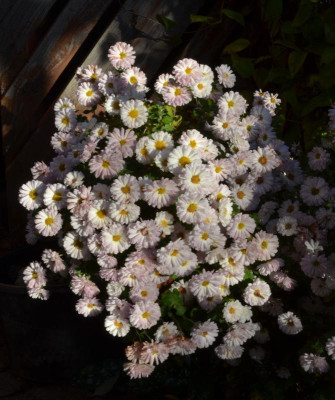 Chrysanthemum-Julia.17-2.jpg