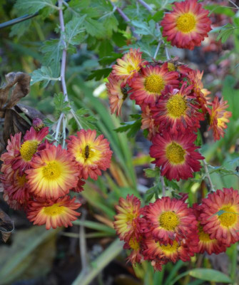Chrysanthemum-unbekannt.17-3.jpg
