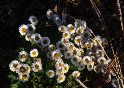 Chrysanthemum-Camilla.17-1.jpg