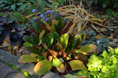 Bergenia_purpurascens.Wintermärchen.17-2.jpg