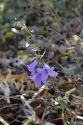 Adenophora_latifolia-GaudiViolet.17-1.jpg