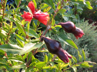 punica-sicile.jpg
