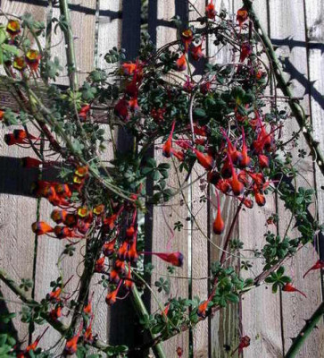 Tropaeolum_tricolor_2007-02-16.JPG