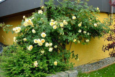 DSCF1785.JPG