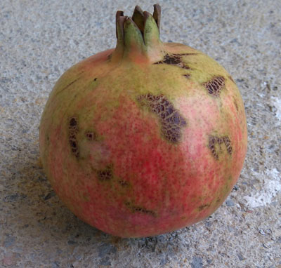 punica-mollar.jpg