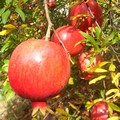 punica-wonderfull.jpg