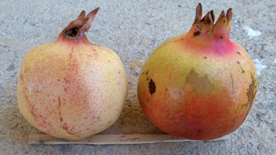 punica-agat2.jpg