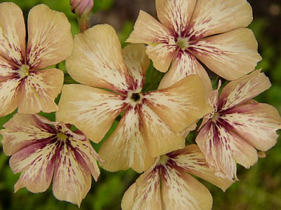 Sommerphlox.jpg