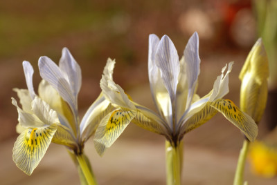 Iris-wer-bin-ich.jpg