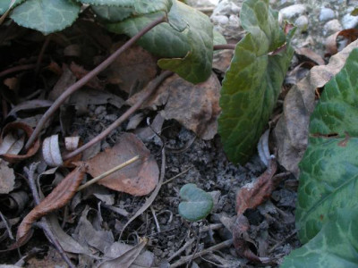 cyclamen_purpureascens_vulgo_europaeum_2007-02-14.jpg