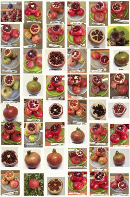 photos grenades symposium espagne 2017.GIF