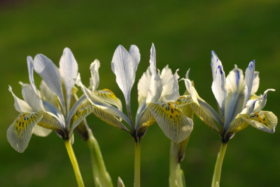 Iris-reticulata-Hybride.jpg
