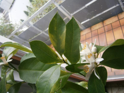 Römische Süß-Limette 002.JPG