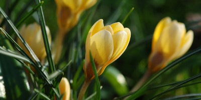 Crocus-Cream-Beauty.jpg