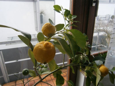 Römische Süß-Limette 007.JPG