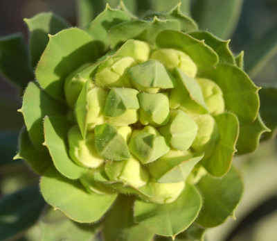 Euphorbia_Berlin.jpg