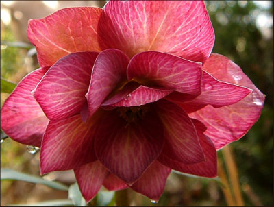 Helleborus_hellrot_xII.jpg