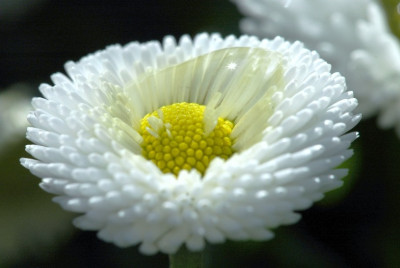 Bellis_2_15-02-2007.jpg