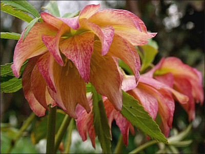 Helleborus_lachs_xBB.jpg