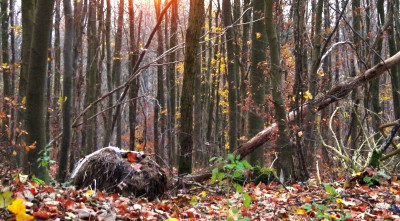 23.11.17 novemberwald.jpg