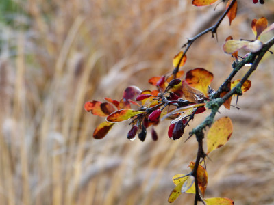 2017-11-26 Gartenimpressionen 1.jpg
