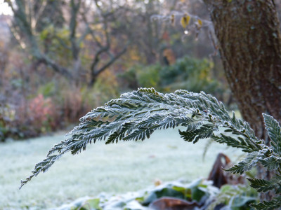 2017-11-26 Gartenimpressionen 2.jpg