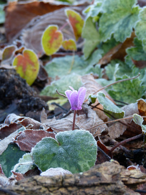 2017-11-26 Gartenimpressionen 3.jpg