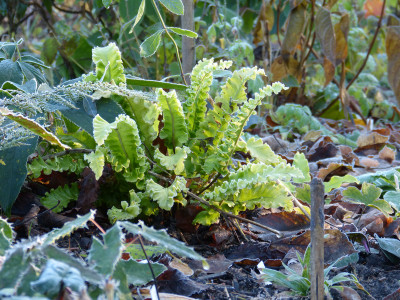 2017-11-26 Gartenimpressionen 4.jpg