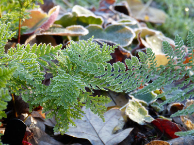 2017-11-26 Gartenimpressionen 5.jpg